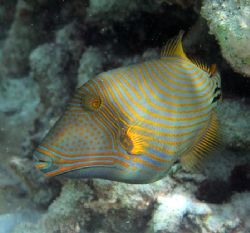 Taken while snorkeling at Filitheyo, Maldives, using an O... by Francesco Cavallaro 
